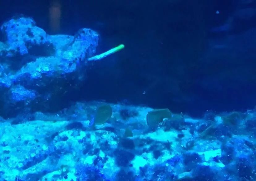 刚开缸爆藻的原因,爆藻期间藻断了