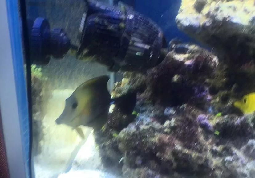 刚开缸爆藻的原因,爆藻期间藻断了