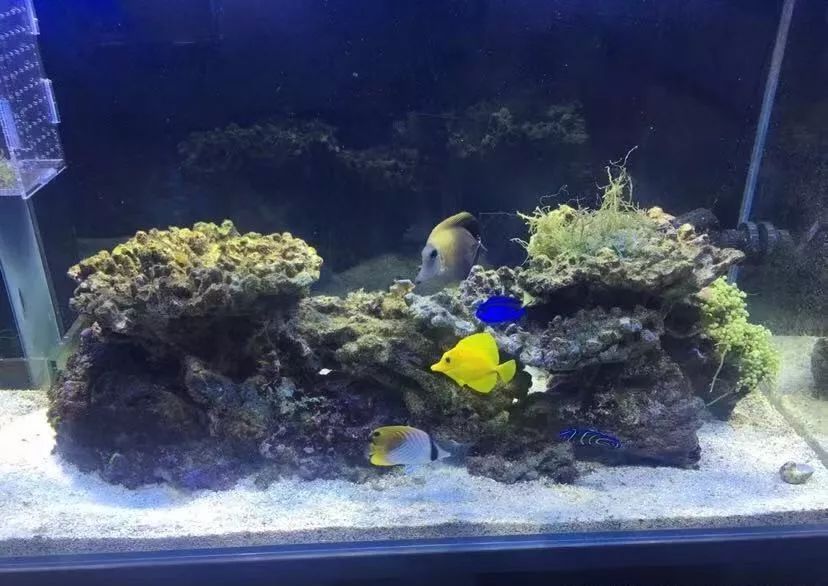 刚开缸爆藻的原因,爆藻期间藻断了