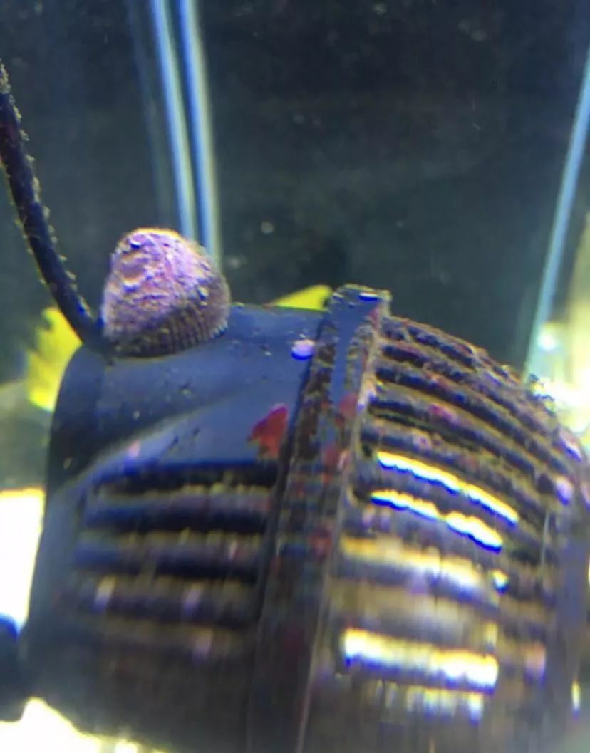 刚开缸爆藻的原因,爆藻期间藻断了