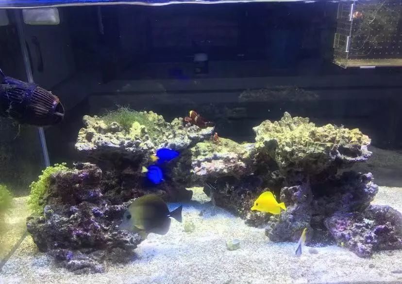 刚开缸爆藻的原因,爆藻期间藻断了