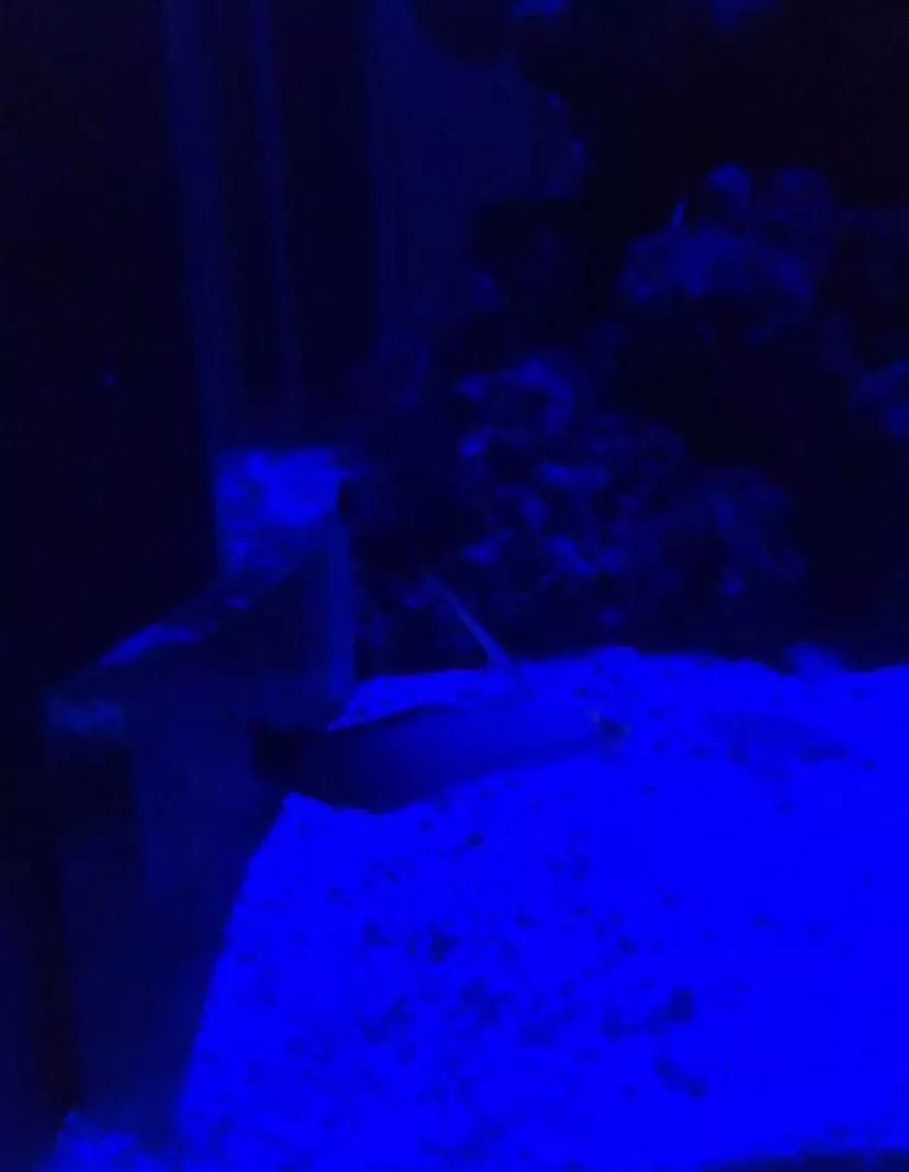 刚开缸爆藻的原因,爆藻期间藻断了