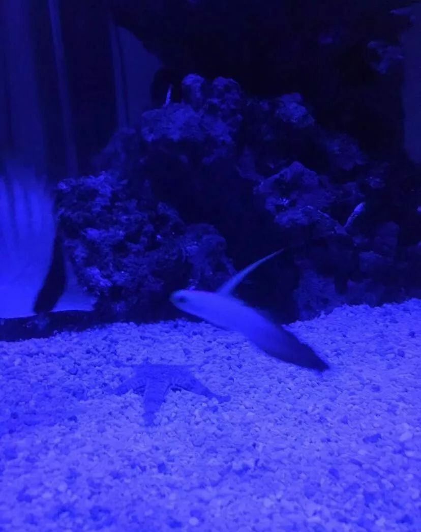 刚开缸爆藻的原因,爆藻期间藻断了