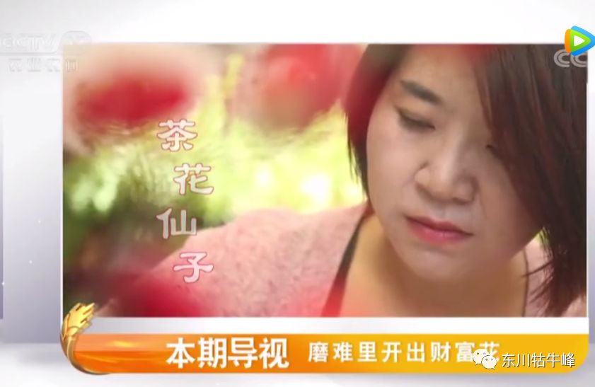 东川茶花仙子今日新闻,东川茶花致富经