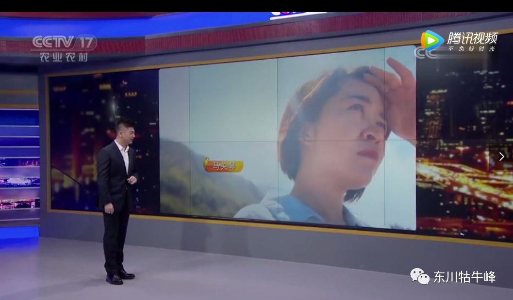 东川茶花仙子今日新闻,东川茶花致富经