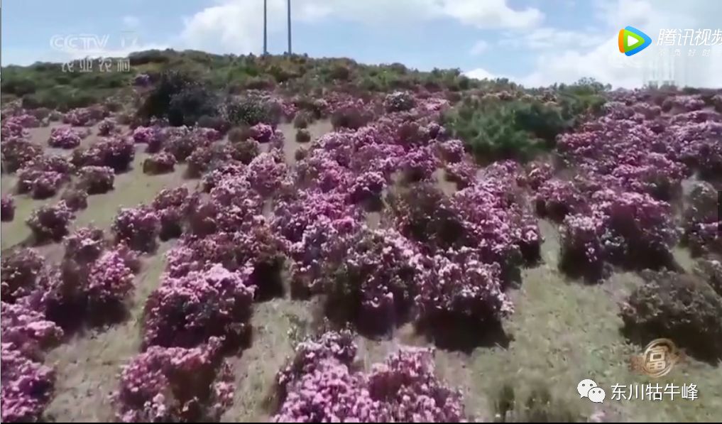 东川茶花仙子今日新闻,东川茶花致富经