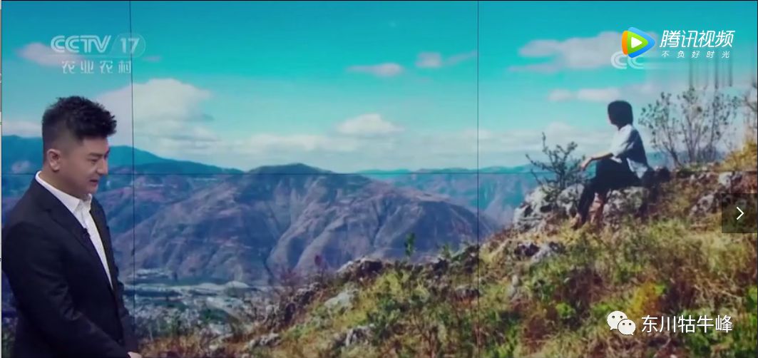 东川茶花仙子今日新闻,东川茶花致富经