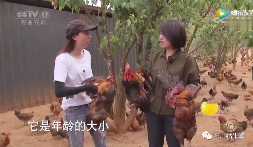 东川茶花仙子今日新闻,东川茶花致富经