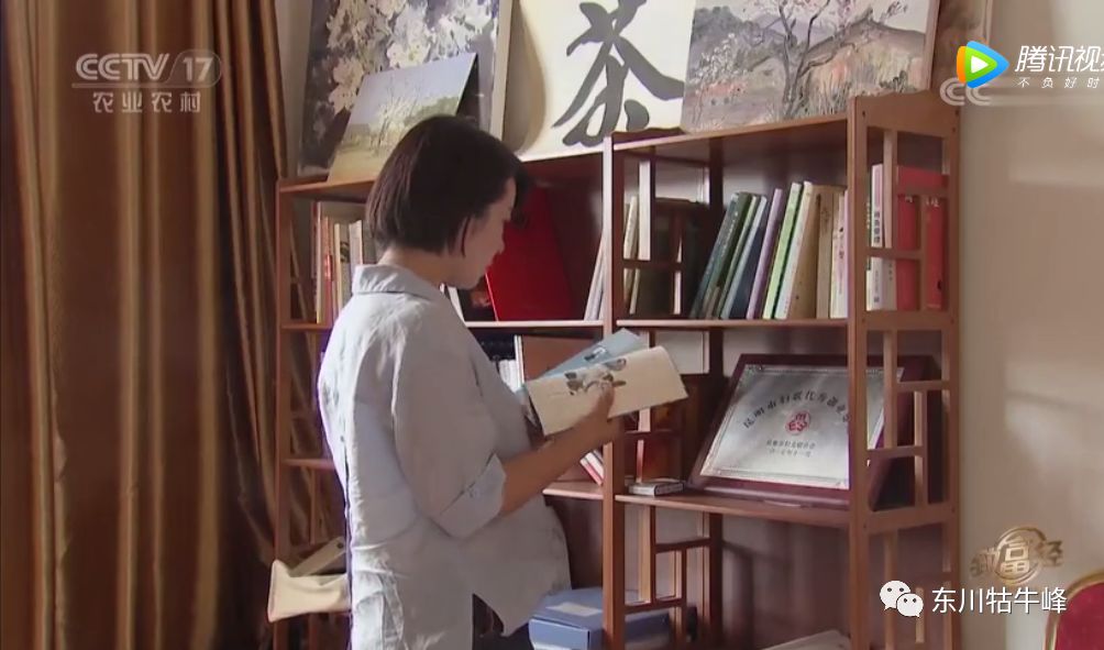 东川茶花仙子今日新闻,东川茶花致富经