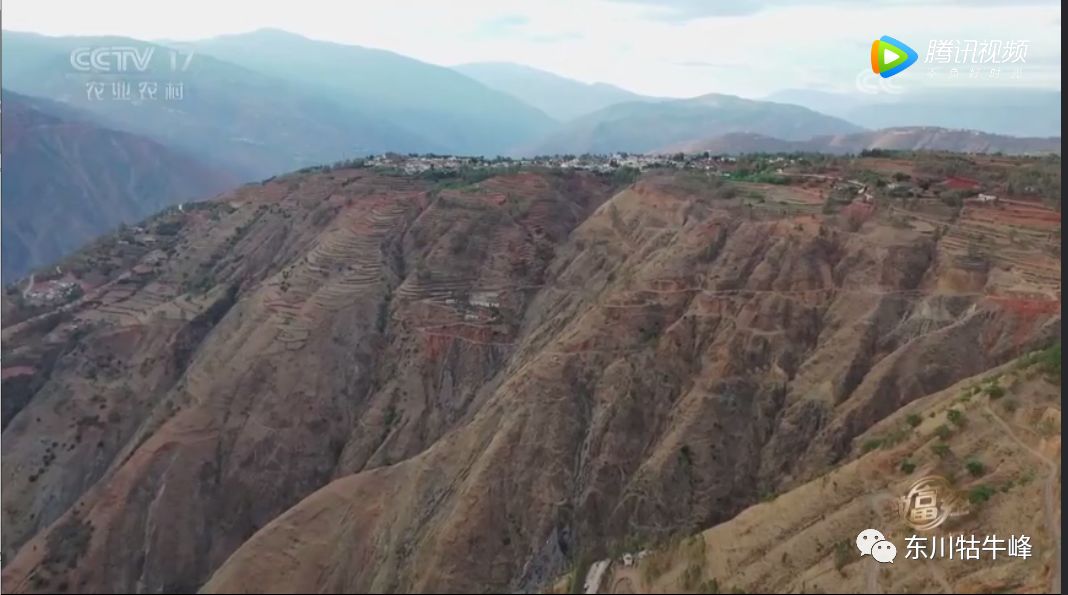 东川茶花仙子今日新闻,东川茶花致富经