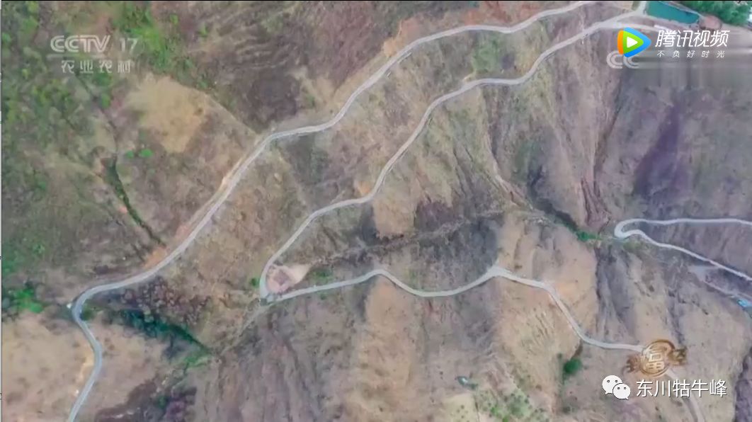 东川茶花仙子今日新闻,东川茶花致富经