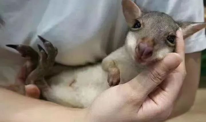 恩施室内动物园,恩施最大的动物园是哪里