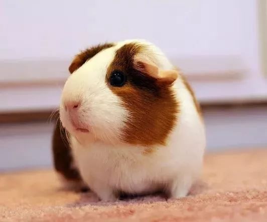 恩施室内动物园,恩施最大的动物园是哪里