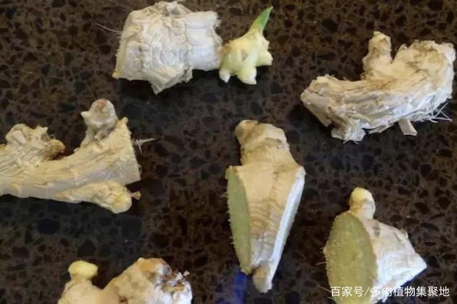 张大妈盆栽生姜,每隔30天摘一茬,吃3个月