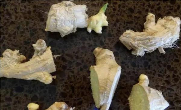 张大妈盆栽生姜,每隔30天摘一茬,吃3个月