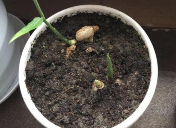 张大妈盆栽生姜,每隔30天摘一茬,吃3个月