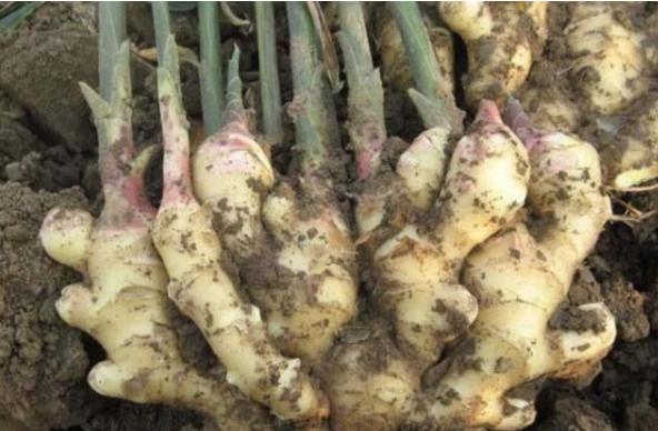 张大妈盆栽生姜,每隔30天摘一茬,吃3个月