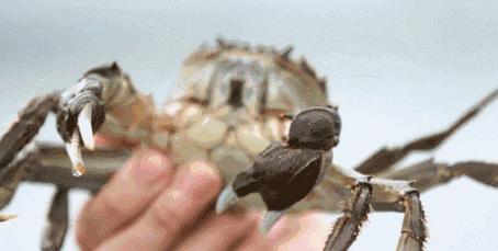 街头开车卖冻螃蟹被骗怎么办,长春路边卖螃蟹