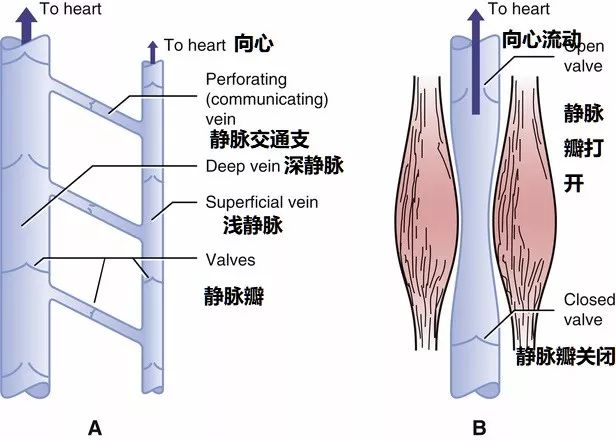 涂磊身上有静脉曲张吗,涂磊自曝腿部有静脉曲张