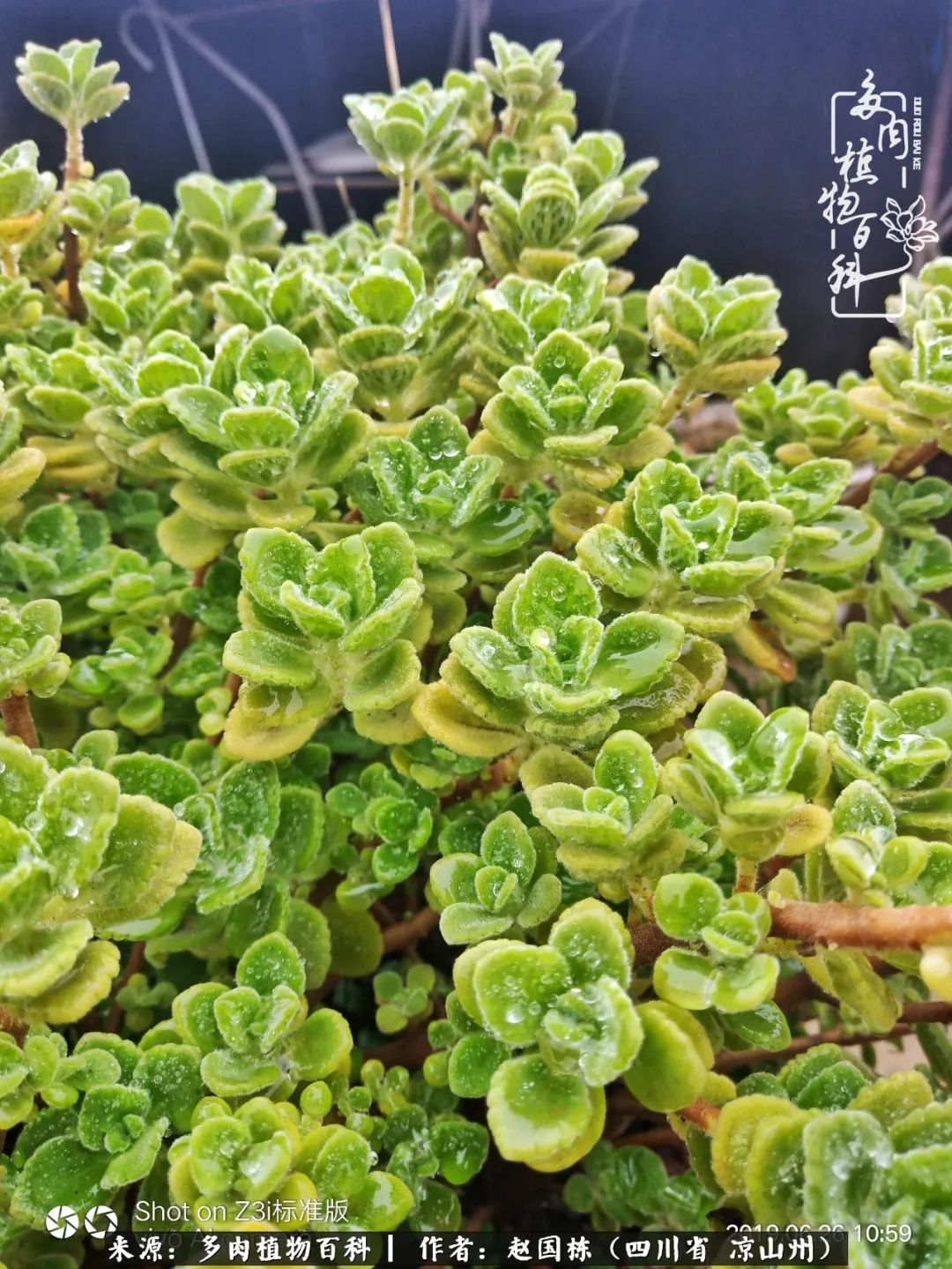 一场猝不及防的大雨中原声,雨中的多肉晶莹剔透