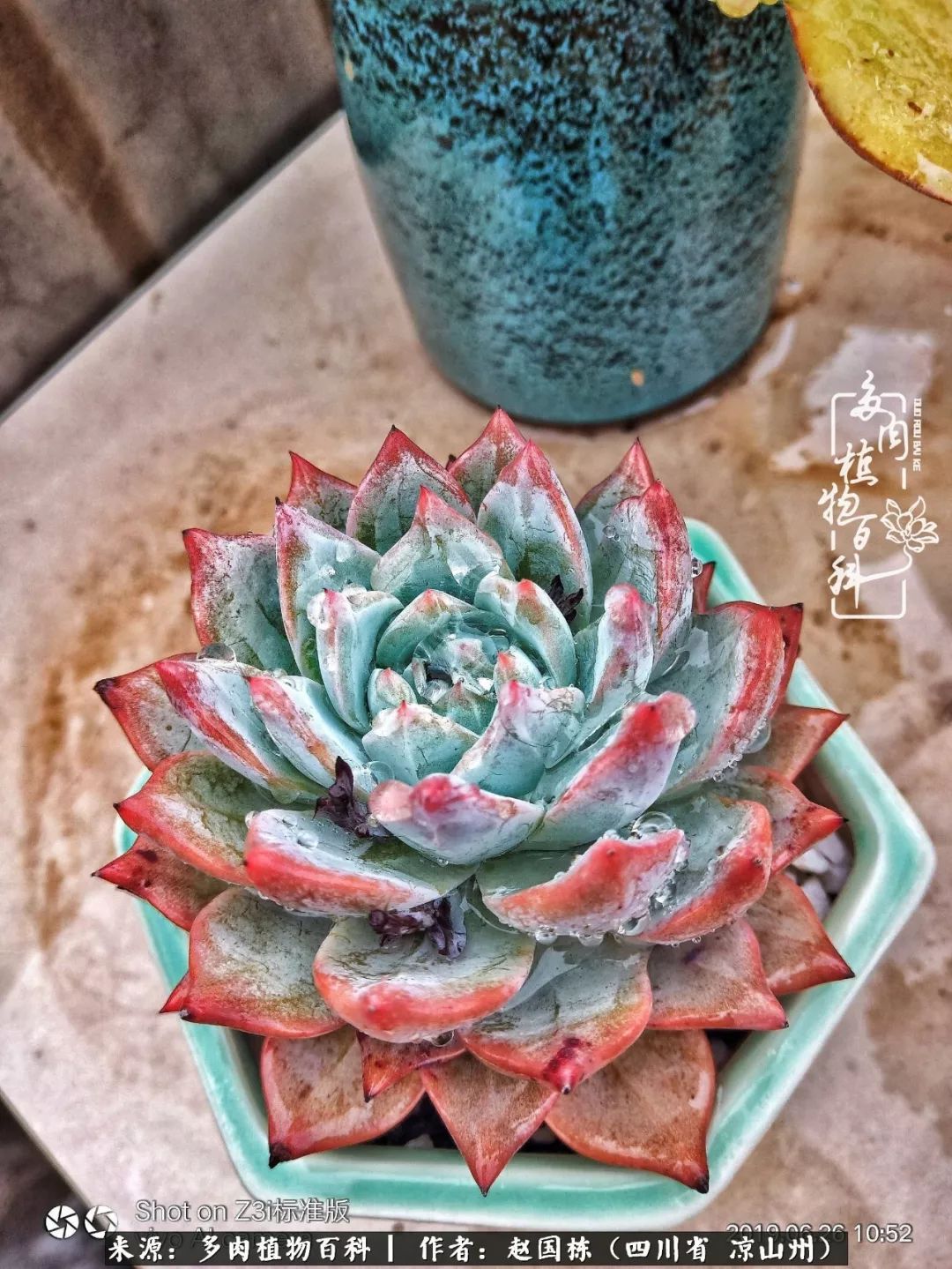 一场猝不及防的大雨中原声,雨中的多肉晶莹剔透