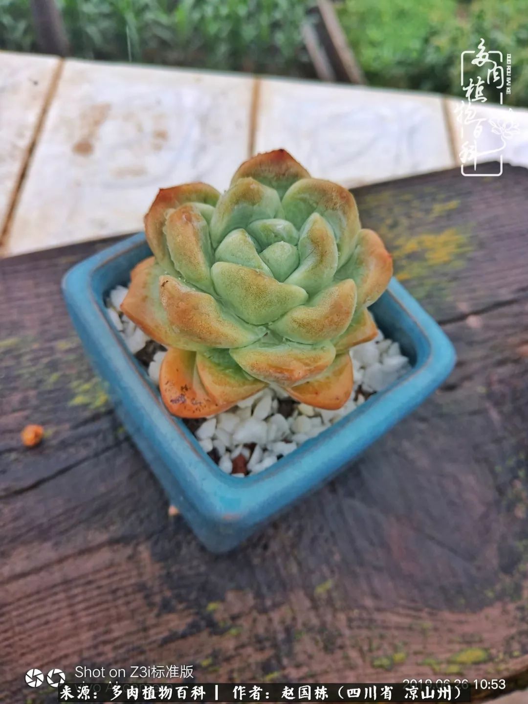 一场猝不及防的大雨中原声,雨中的多肉晶莹剔透