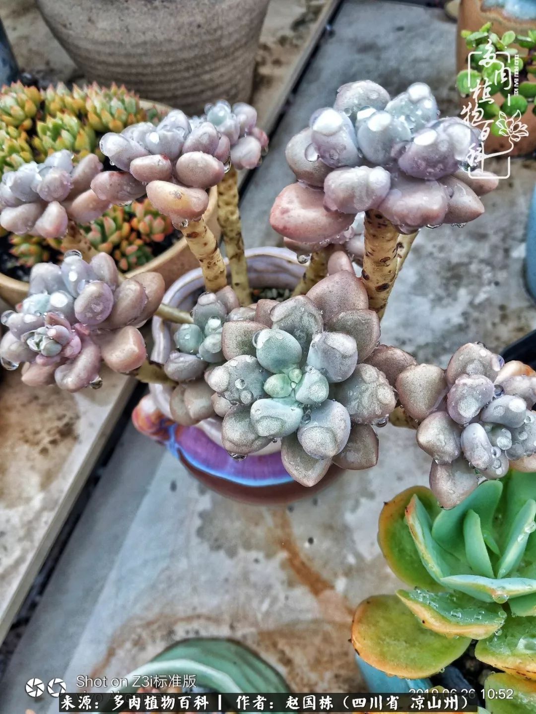 一场猝不及防的大雨中原声,雨中的多肉晶莹剔透