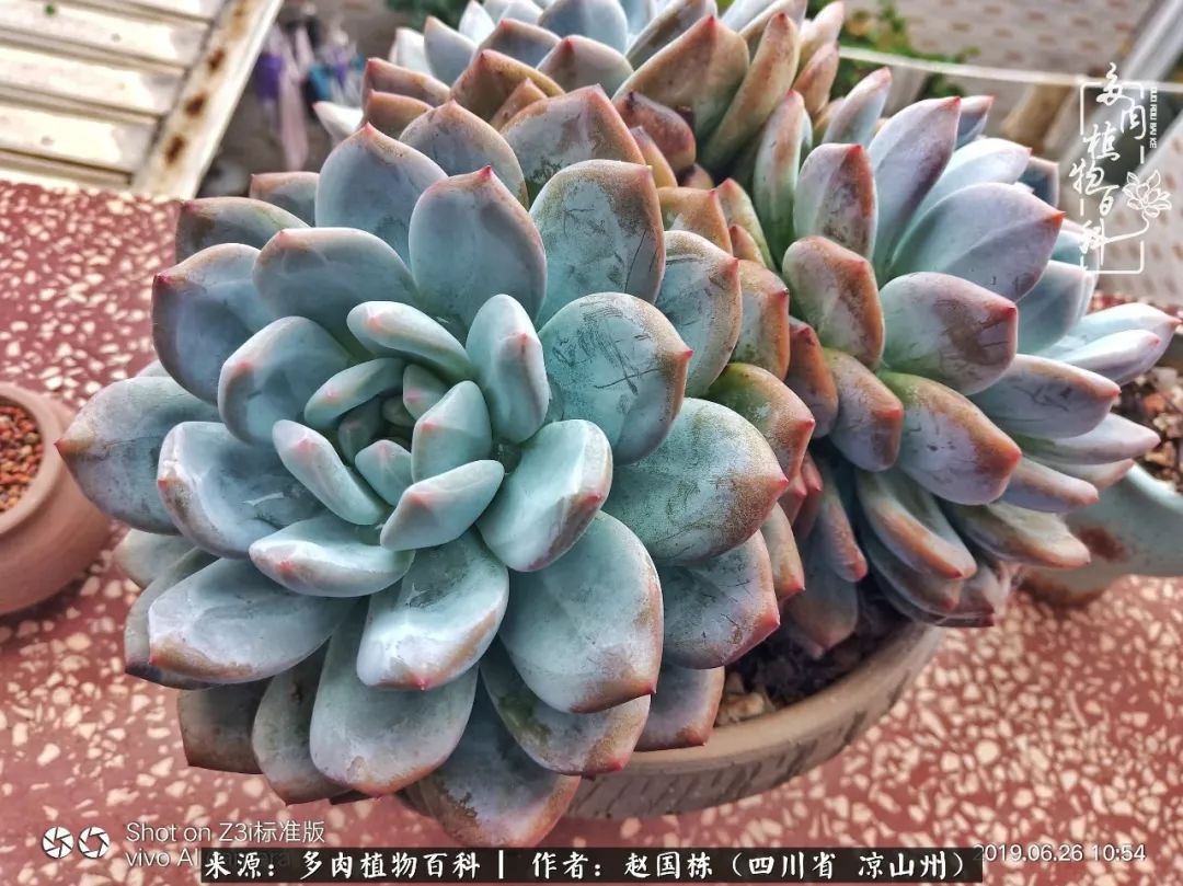 一场猝不及防的大雨中原声,雨中的多肉晶莹剔透