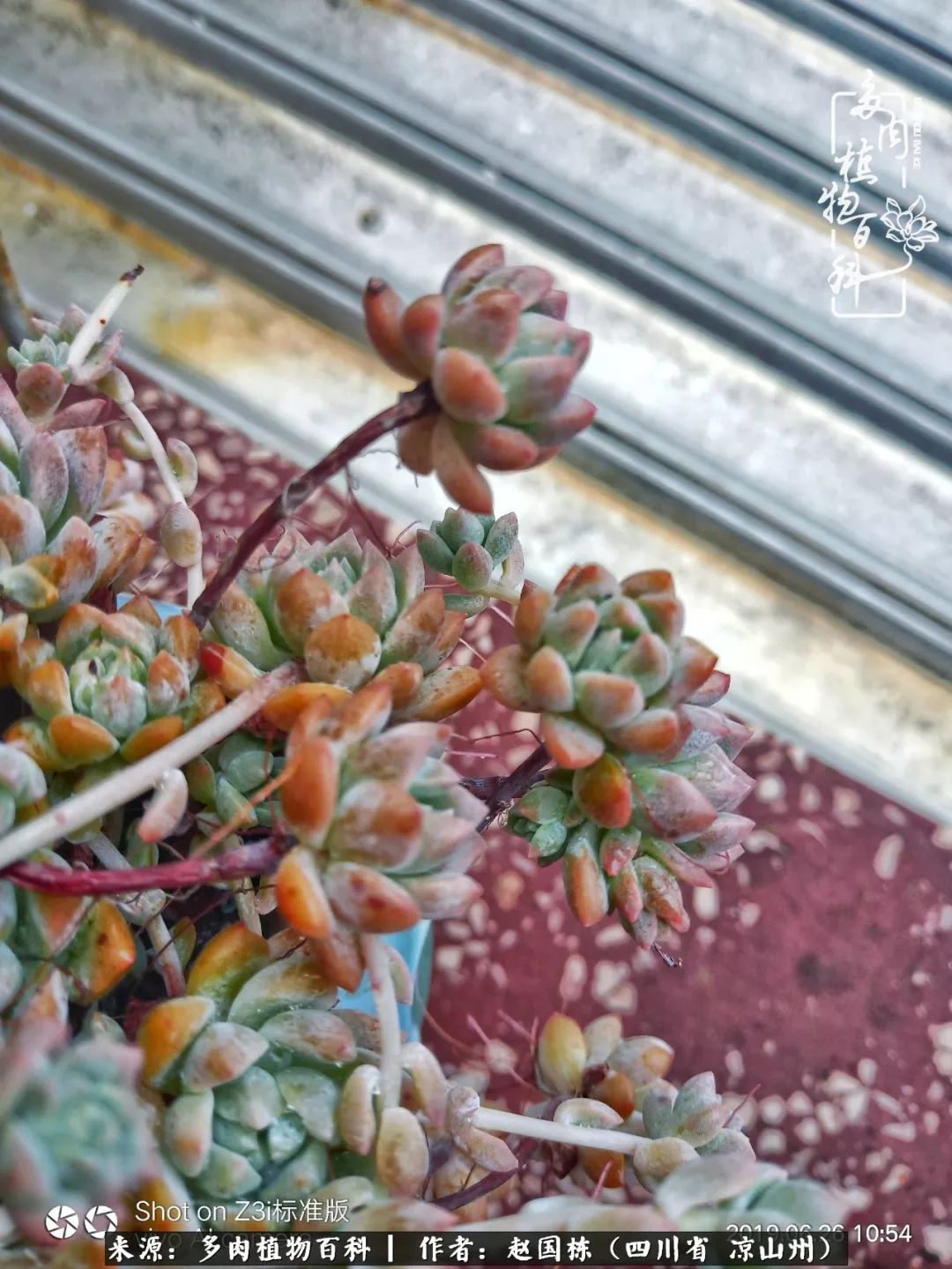 一场猝不及防的大雨中原声,雨中的多肉晶莹剔透