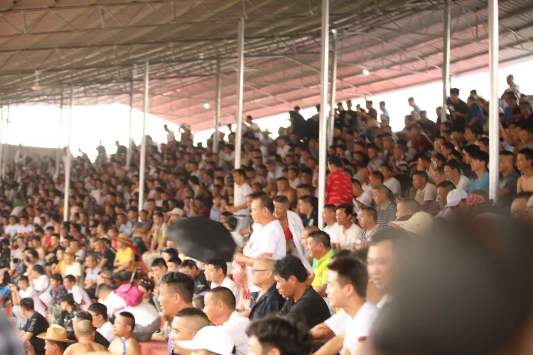 甲良奖牛王争霸赛,荔波甲良2018牛王争霸赛视频直播