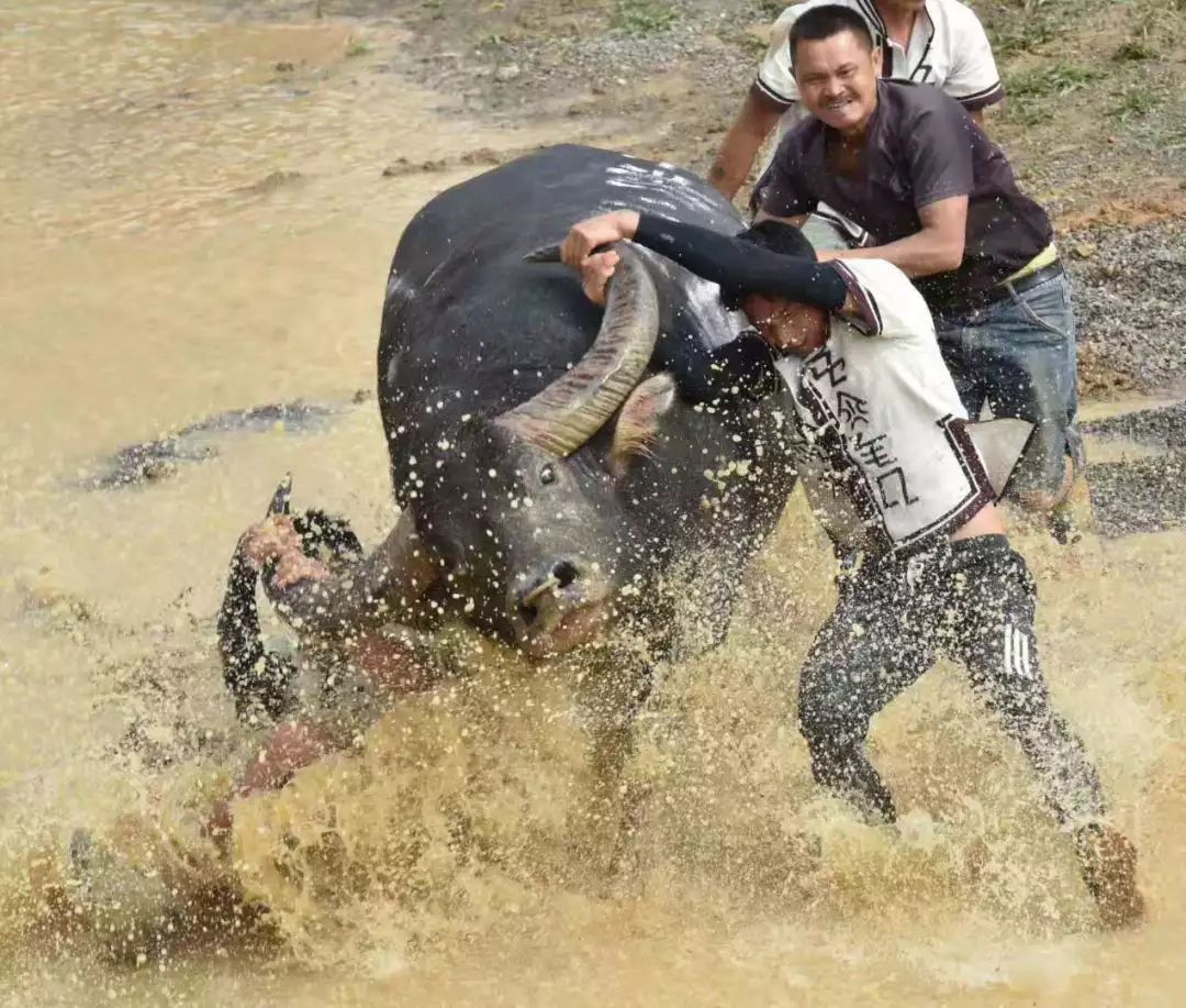 甲良奖牛王争霸赛,荔波甲良2018牛王争霸赛视频直播