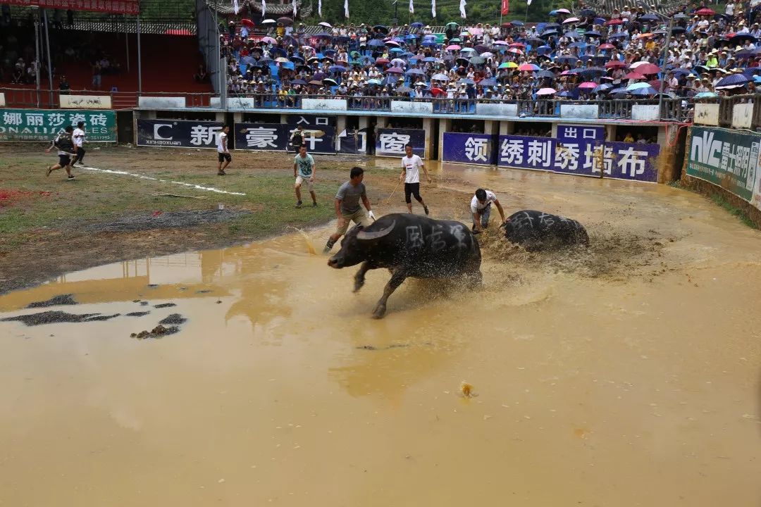 甲良奖牛王争霸赛,荔波甲良2018牛王争霸赛视频直播