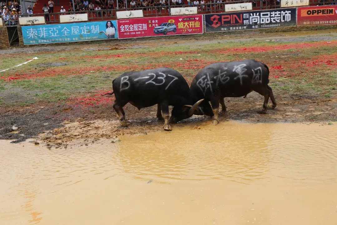 甲良奖牛王争霸赛,荔波甲良2018牛王争霸赛视频直播