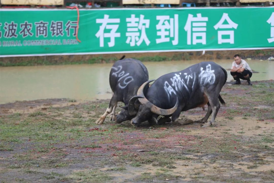 甲良奖牛王争霸赛,荔波甲良2018牛王争霸赛视频直播