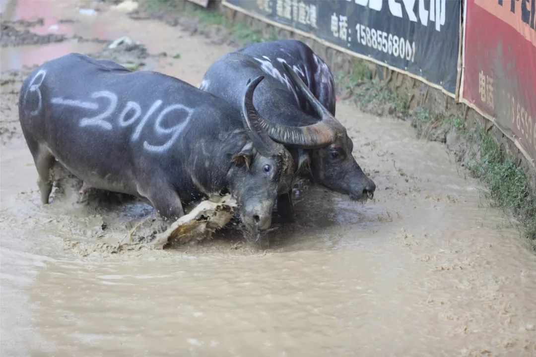 甲良奖牛王争霸赛,荔波甲良2018牛王争霸赛视频直播