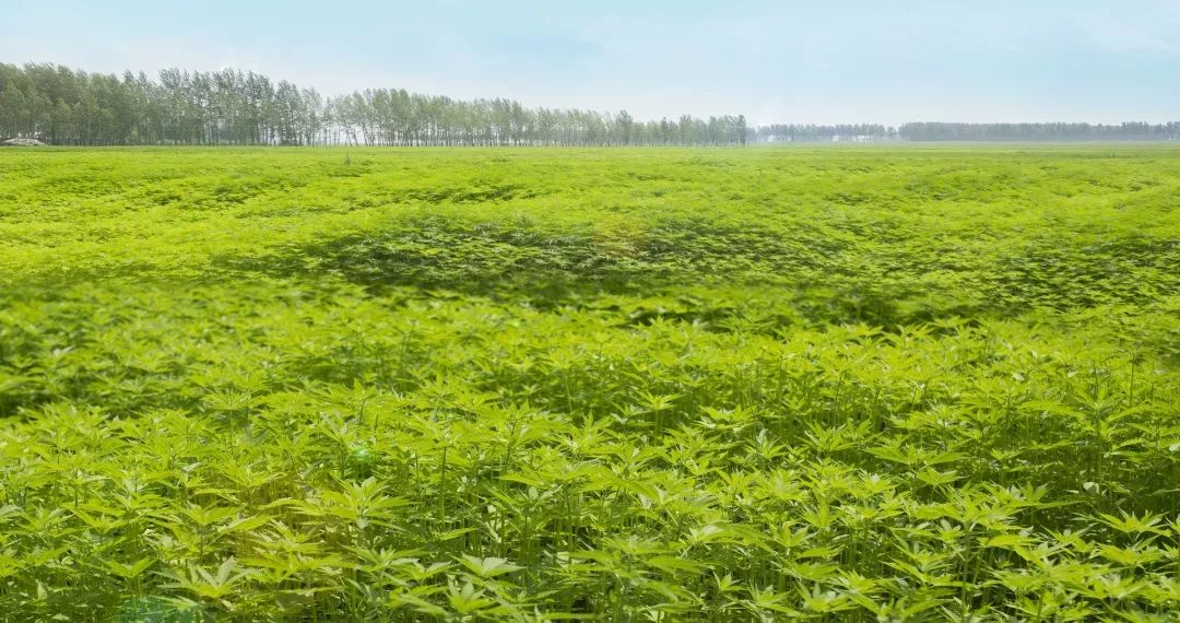 绥化发展规划,绥化高质量发展