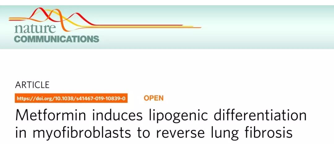 NATURE子刊:二甲双胍——特发性肺纤维化的潜在治疗选择?|研究速递