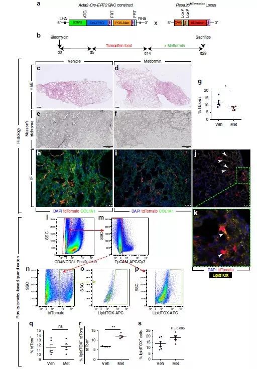 NATURE子刊:二甲双胍——特发性肺纤维化的潜在治疗选择?|研究速递