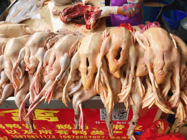 “我太难了！”今天没有一只鸭子能活着走出广西