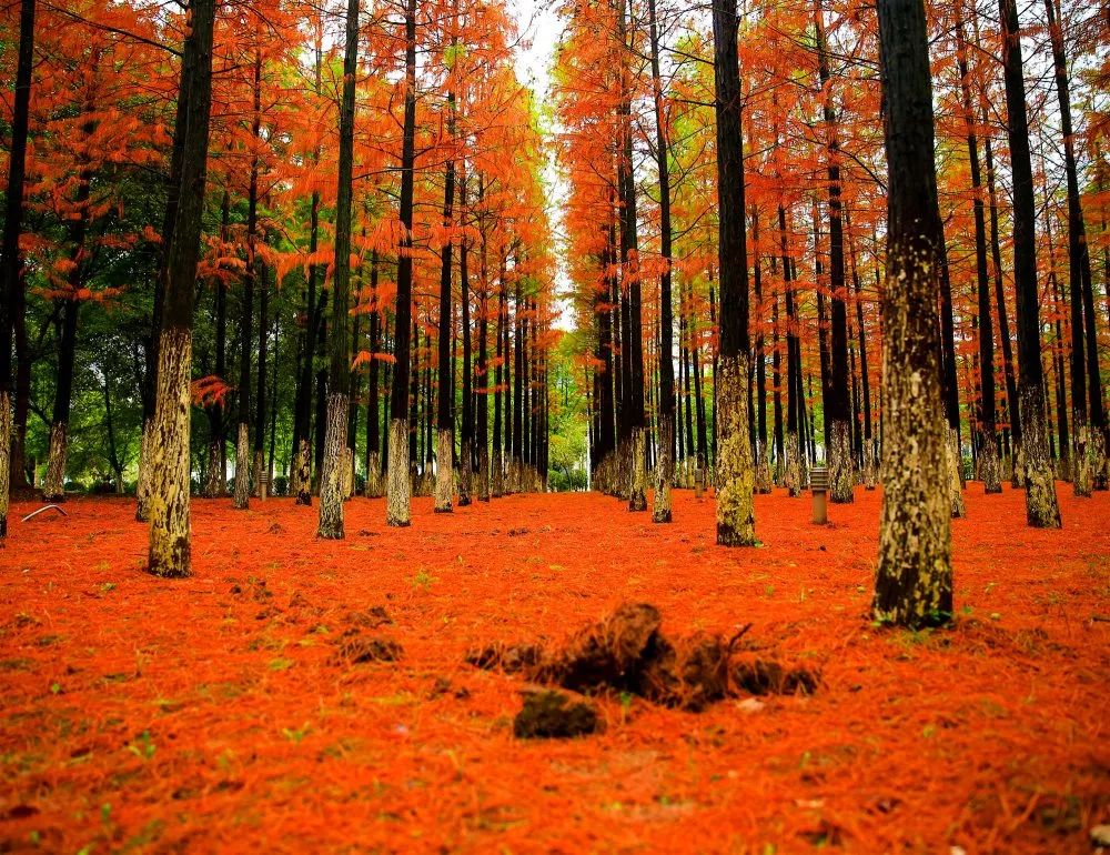 南京工业大学公益林上线，快来浇水种树！