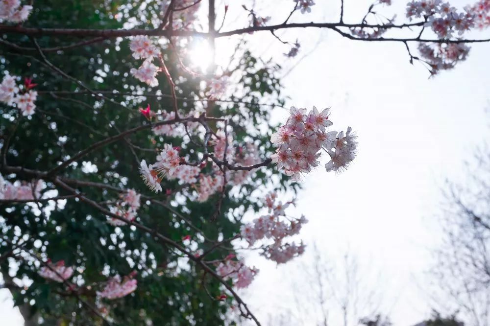 南京工业大学公益林上线，快来浇水种树！