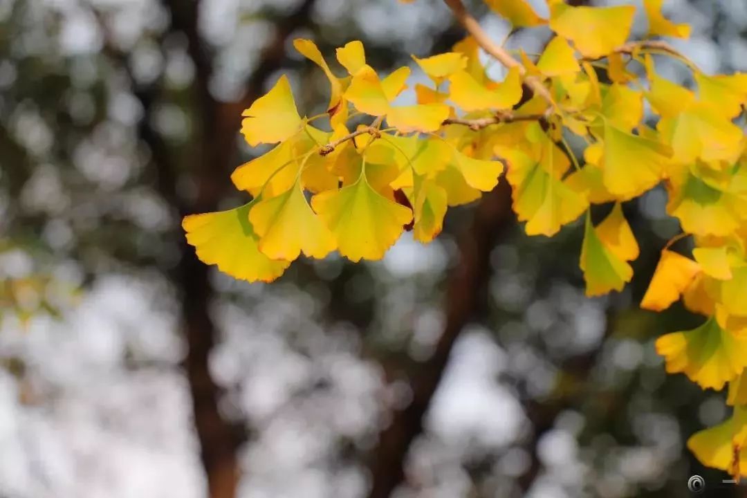 南京工业大学公益林上线，快来浇水种树！