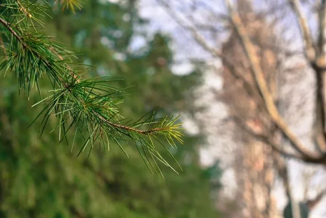 南京工业大学公益林上线，快来浇水种树！