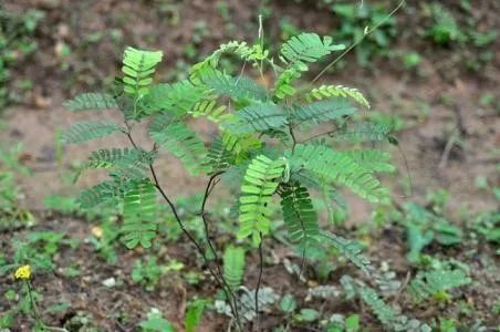 空调房喝什么汤好,夏天在空调房喝什么汤