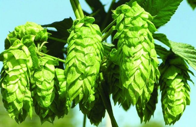 啤酒为什么俗称马尿,为什么感觉啤酒一股马尿味