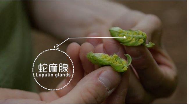 啤酒为什么俗称马尿,为什么感觉啤酒一股马尿味