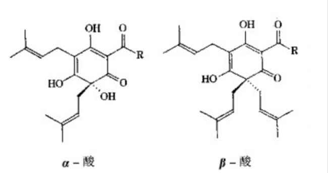 啤酒为什么俗称马尿,为什么感觉啤酒一股马尿味