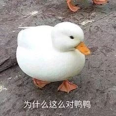 “我太难了！”今天没有一只鸭子能活着走出广西