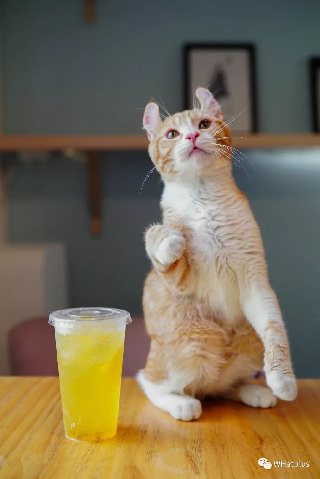 5家猫咖店200只猫，这对夫妻治愈无数武汉人