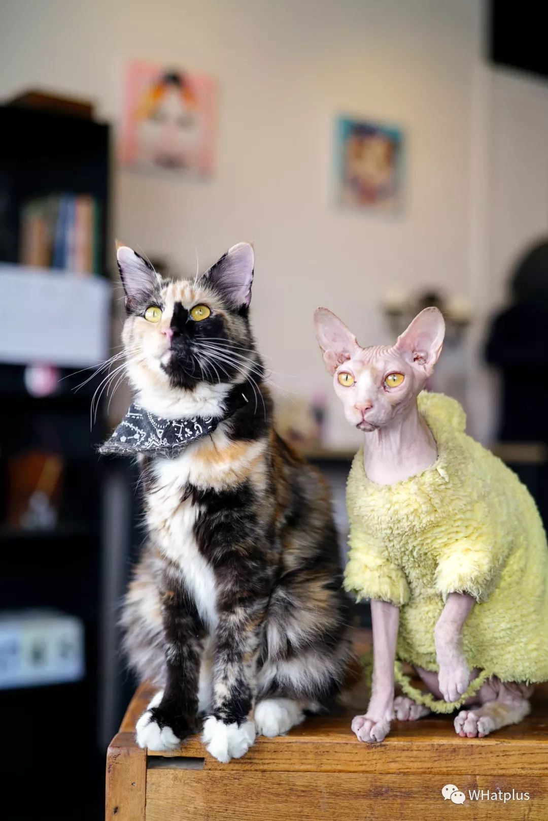 5家猫咖店200只猫,这对夫妻治愈无数武汉人